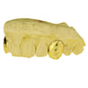 10K Gold Diamond Cut Canine Caps Grillz w/Back Bar