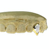 10K Gold or 14K Gold Single Canine Vampire Fang Tooth Two-Tone w/Diamond Dust