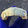 14K Gold or 18K Gold Single Caps w/Back Bar Custom Canine Grillz Set