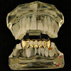 14K Gold Plated 4 Full Open Bottom Vampire Fangs Grillz