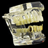 14K Gold Plated 4 Open Face Bottom Teeth Fang Grillz
