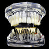14K Gold Plated 8 Bottom Teeth Eight Tooth Plain Grillz