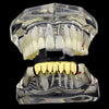 14K Gold Plated Bottom Teeth Plain Grillz