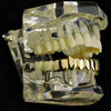 14K Gold Plated Eight Bottom Teeth Vampire Fangs Grillz