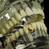 14K Gold Plated Open Single Cap Bottom Tooth