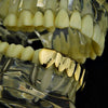 14K Gold Plated over 925 Sterling Silver Bottom Teeth Grillz