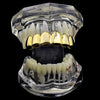 14K Gold Plated Plain Top Teeth Grillz