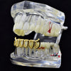 14K Gold Plated Six Open Face Hollow Bottom Vampire Fangs Grillz