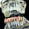 14K Rose Gold Plated Eight Tooth Bottom Vampire Fang Grillz