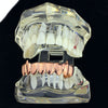 14K Rose Gold Plated Eight Tooth Bottom Vampire Fang Grillz