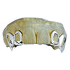 925 Sterling Silver Double Vampire Fangs All Open Face Custom Grillz