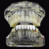 925 Sterling Silver Plain Bottom Teeth Grillz