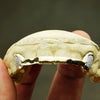 Gold Plated 925 Silver Diamond Dust Two-Tone K9 Canine Front Bar Custom Grillz