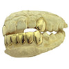 Gold Plated over 925 Silver 2 Top Caps 6 Bottom Teeth Custom Grillz