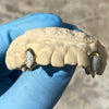 Gold Plated over 925 Silver Two-Tone Diamond Dust Custom Vampire Fangs Grillz