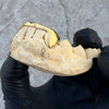 Gold Plated over 925 Sterling Silver Canine Slim Front Bar Custom Grillz