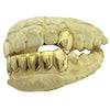 Real 10K Gold 2 Top Caps 6 Bottom Teeth Custom Grillz