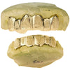 Real 10K Solid Gold Diamond Dust Custom Grillz