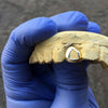 Real 10K Solid Gold Open Face Single Cap Grillz (Choose Any Tooth)