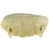 Real 14K Gold Diamond Cut Diamond Dust Custom Vampire Fangs Grillz Set