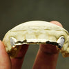 Real Solid 14K Gold Canine Diamond Dust Front Bar Custom Grillz
