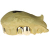 Real Solid 14K Gold Double Open/Solid Custom Caps Custom Grillz