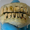 Real Solid 14K Gold  Permanent Look Single Caps Custom Grillz