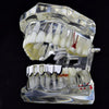 Silver Tone Two Open Face Bottom Teeth Grillz