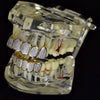 Two-Tone Premium CZ Iced Micro Pave Teeth Grillz Set